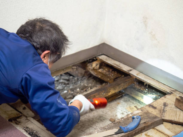 Best Attic Mold Removal  in Riverside, CA