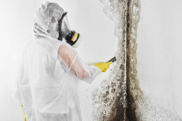 Best Toxic Mold Removal  in Riverside, CA