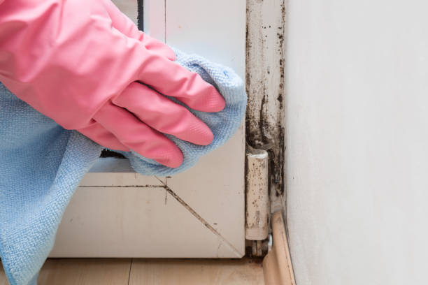 Best Commercial Mold Removal  in Riverside, CA